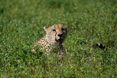 白天，猎豹在绿色的草地上